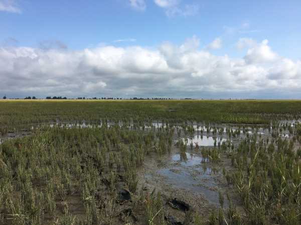 Wadden Sea