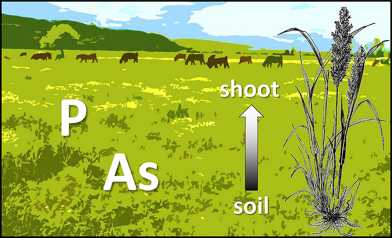 soil to plant