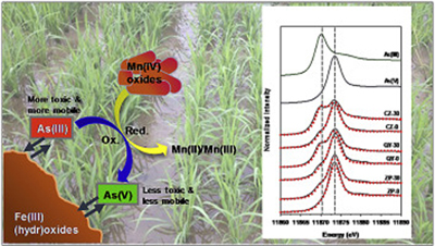 Enlarged view: as mobilization in paddy soils