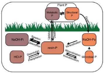 Enlarged view: phosphorous cycle