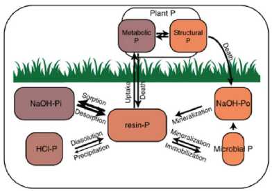 phosphorous cycle