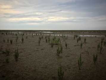 Enlarged view: Wadden Sea