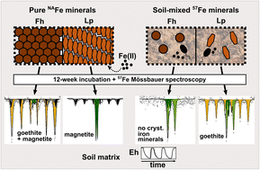 Enlarged view: Graphical abstract of Schulz et al (2023)