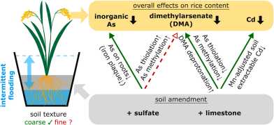 Graphical abstract diagramatically shows the effect of sulfate and limestone amendment on the As and Cd content of rice