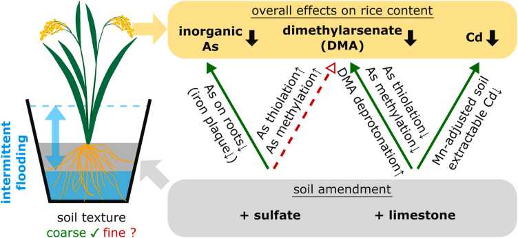 Enlarged view: Graphical abstract diagrammatically shows the effect of sulfate and limestone on the content of As and Cd in rice.