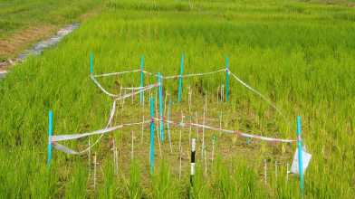 photo of the field trial